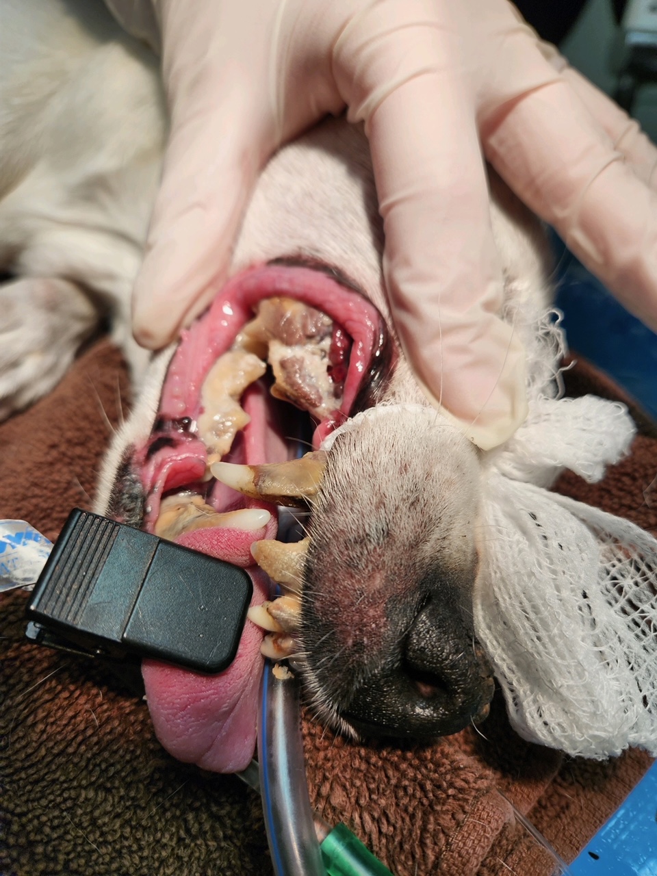 Animal Doctor Dental Disease Treatment