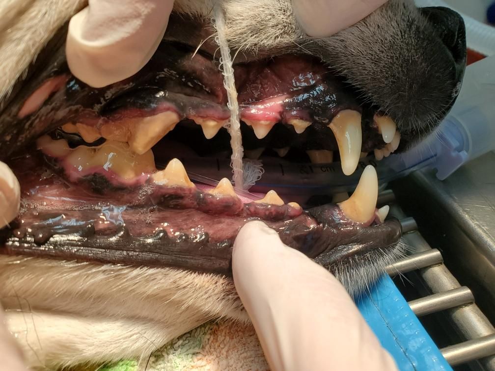 Dog and cat teeth