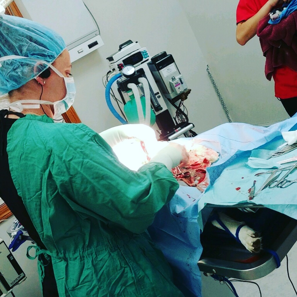 Animal Doctor Cesarean Section