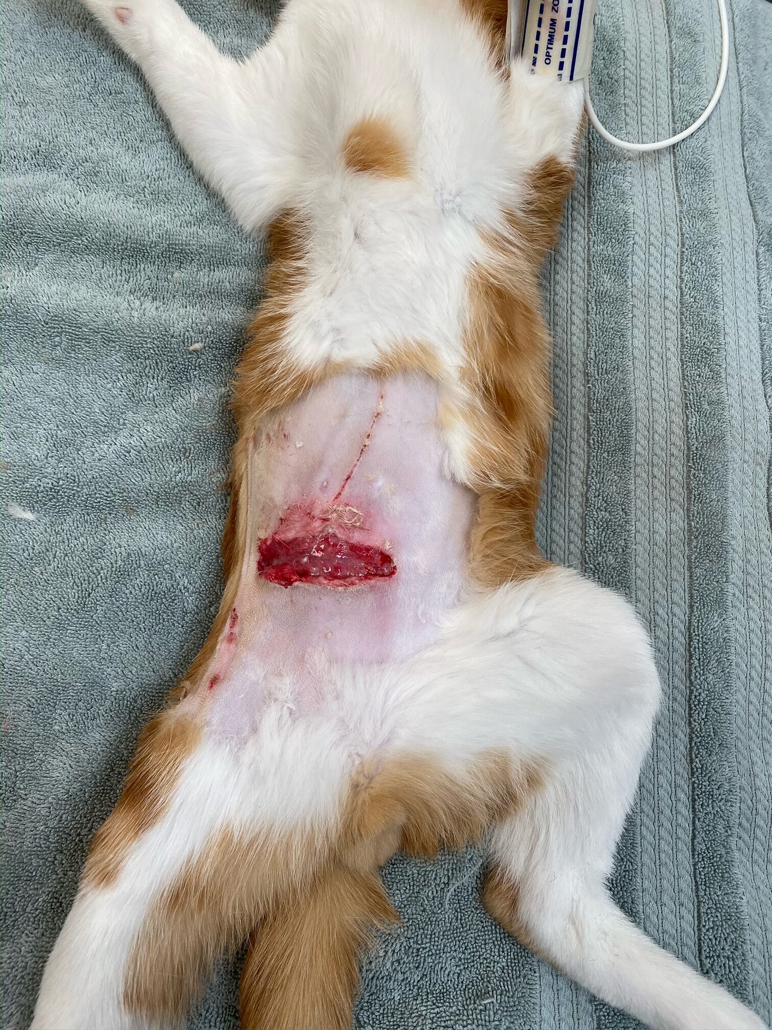 Animal Doctor Laceration Repairs