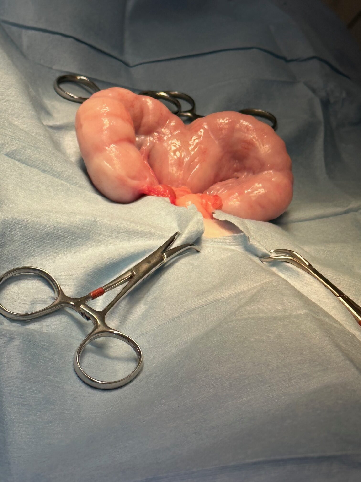 Animal Doctor Pyometra