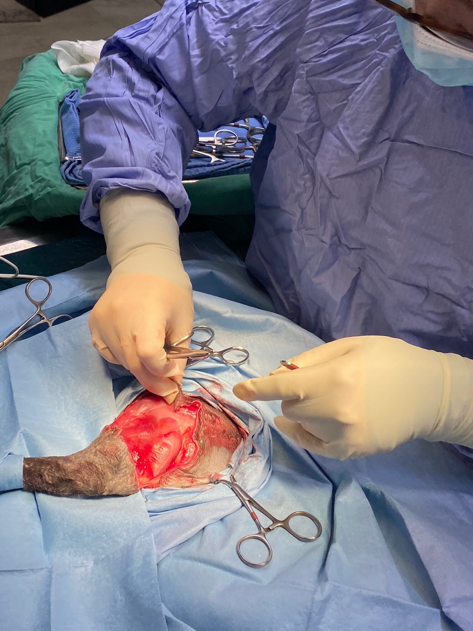 Animal Doctor Amputation Surgery