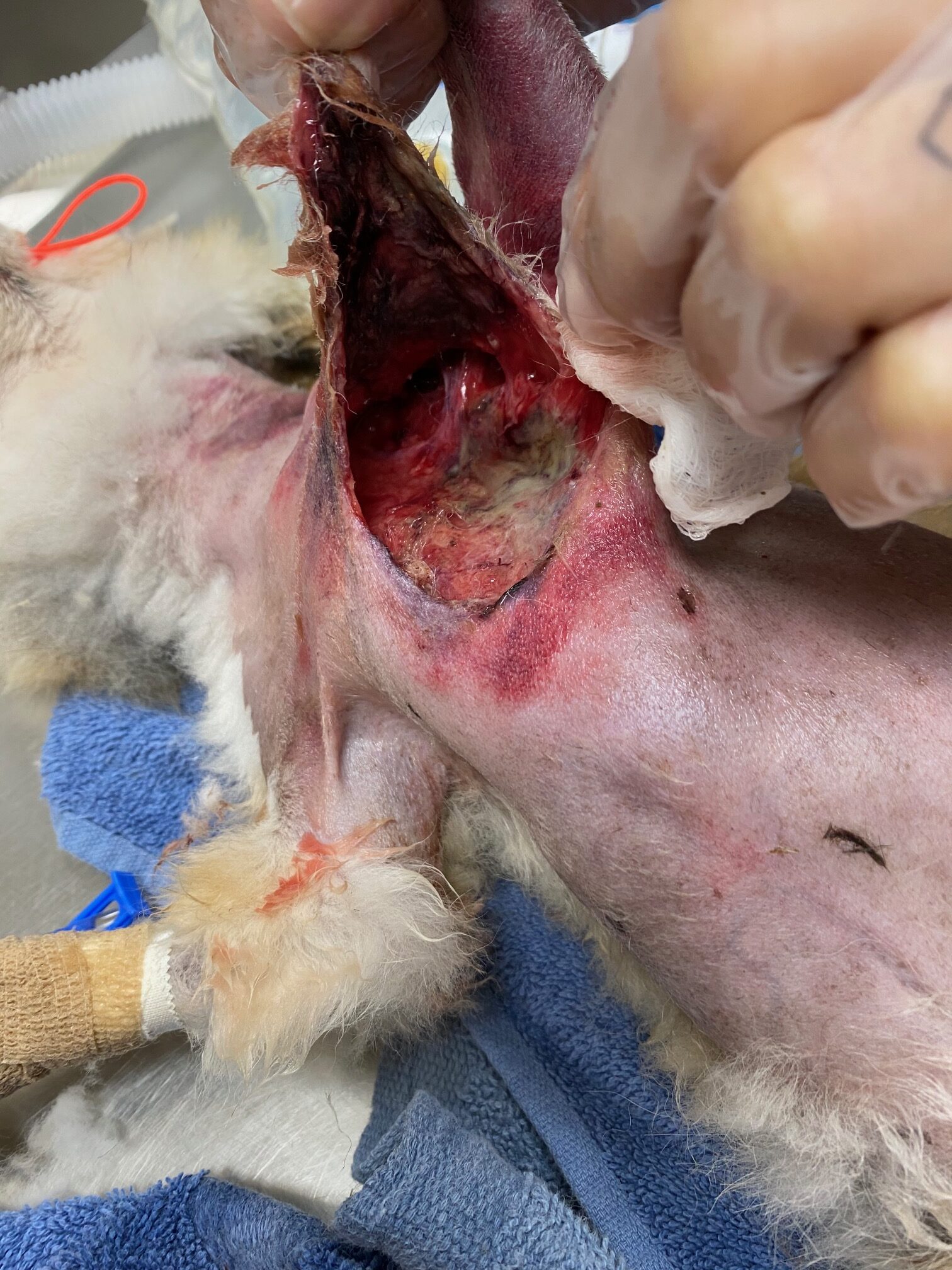 Animal Doctor Laceration Repairs