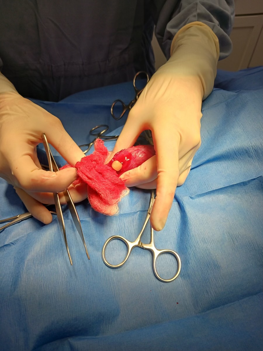 Animal Doctor Cystotomy/Bladder Stone Removal