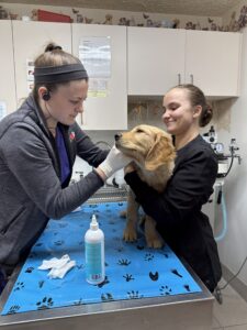 Animal Doctor Ear Infection