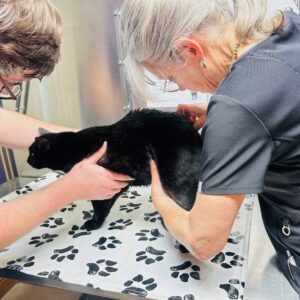 Animal Doctor Chiropractic Adjustments