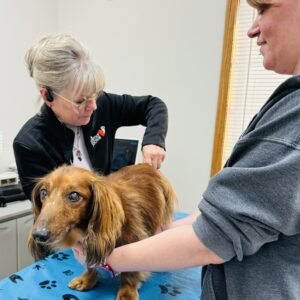 Animal Doctor Chiropractic Adjustments